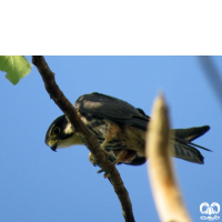 گونه لیل Eurasian Hobby